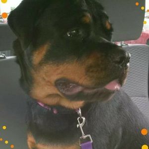 Meet your Posher, Annette